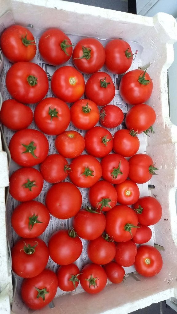 Bio tomaten uit eigen tuin, Jardin & Terrasse, Bulbes & Semences, Enlèvement