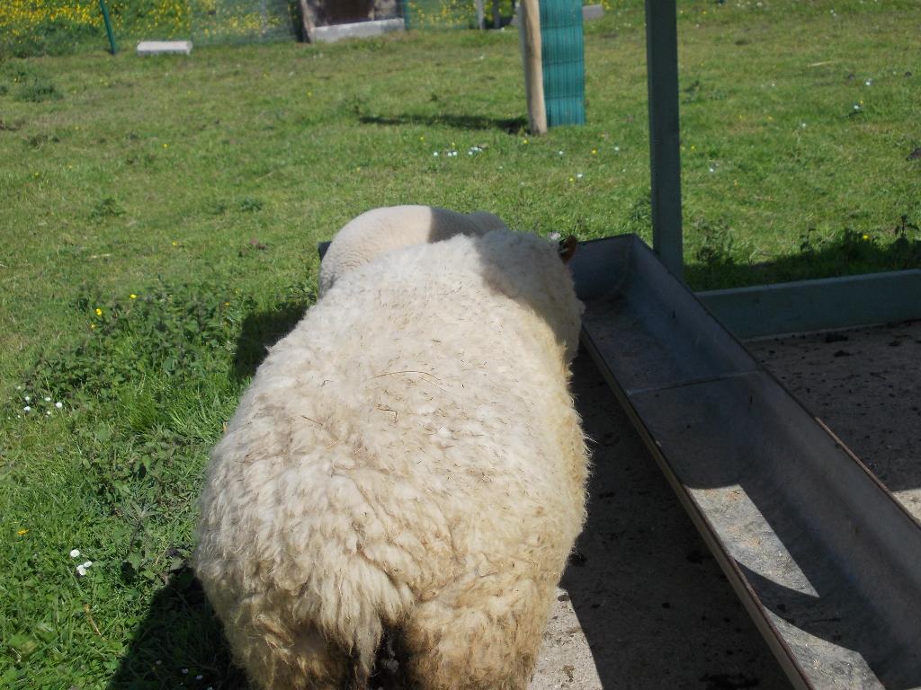 Rouge de L'Quest Ooi, Dieren en Toebehoren, Schapen, Geiten en Varkens, Vrouwelijk, Schaap, 0 tot 2 jaar