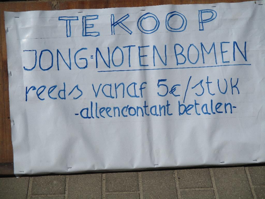 Notenbomen in pot klaar om uit te planten, Overige soorten, Lente, Ophalen, Volle zon