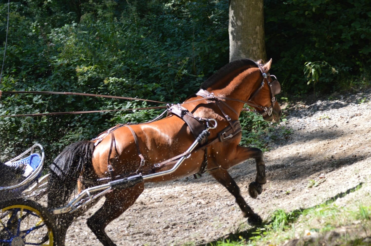 Freiberger dekhengst, Étalon