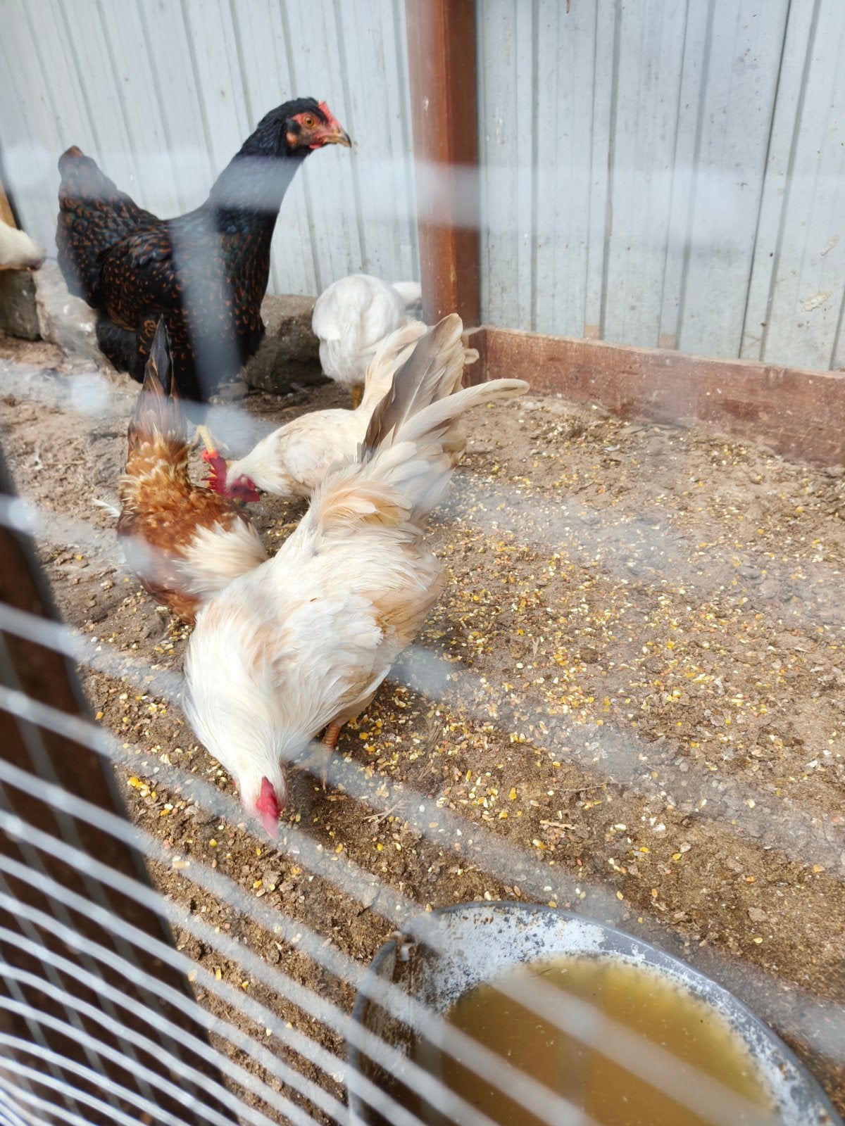 Serama haantjes te koop 2 stuks en zoek ik 2 hennetjes, Mannelijk, Kip