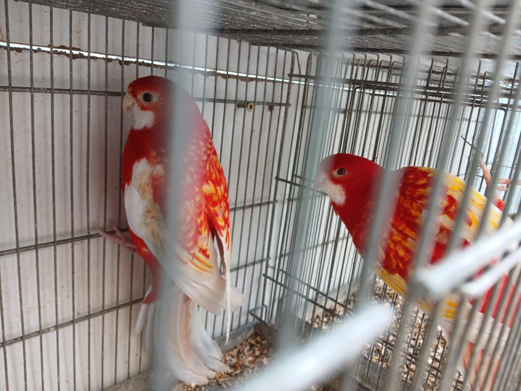 Rubino's, Dieren en Toebehoren, Vogels | Parkieten en Papegaaien, Parkiet, Meerdere dieren, Geringd