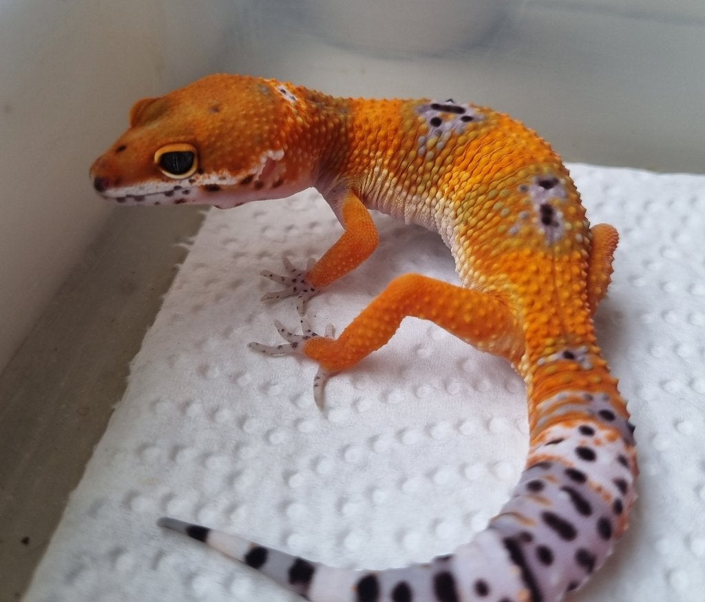 0.1 purple head mandarin het tremper luipaardgekko, Animaux & Accessoires