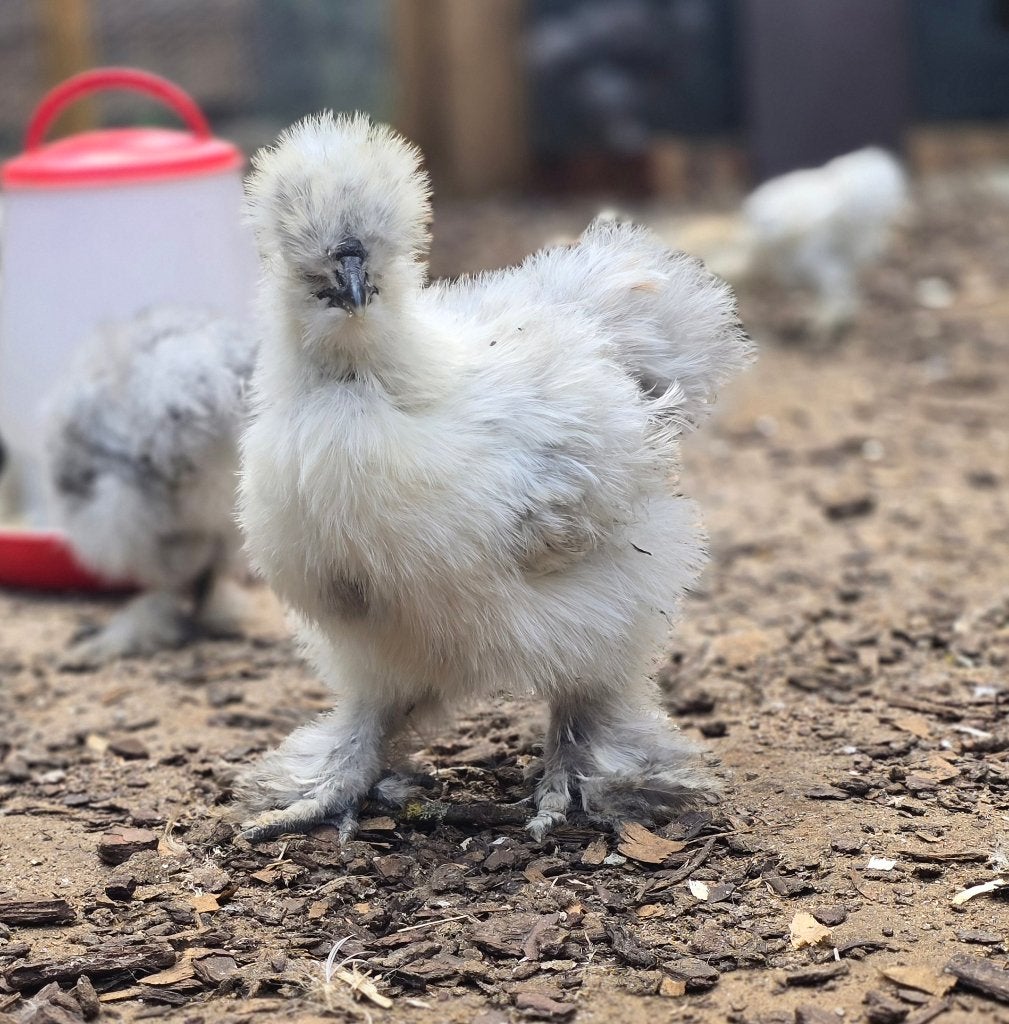 USA zijdehoen kuikens, Sexe inconnu, Poule ou poulet