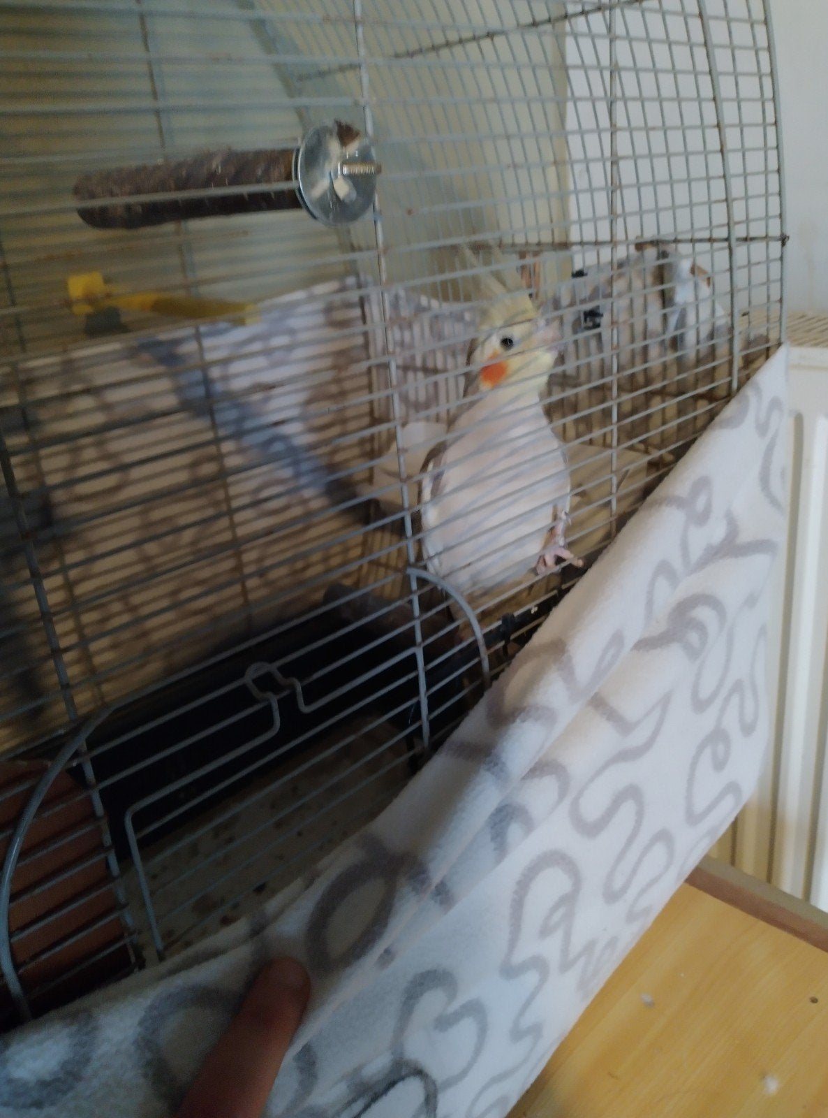 TE KOOP, Animaux & Accessoires