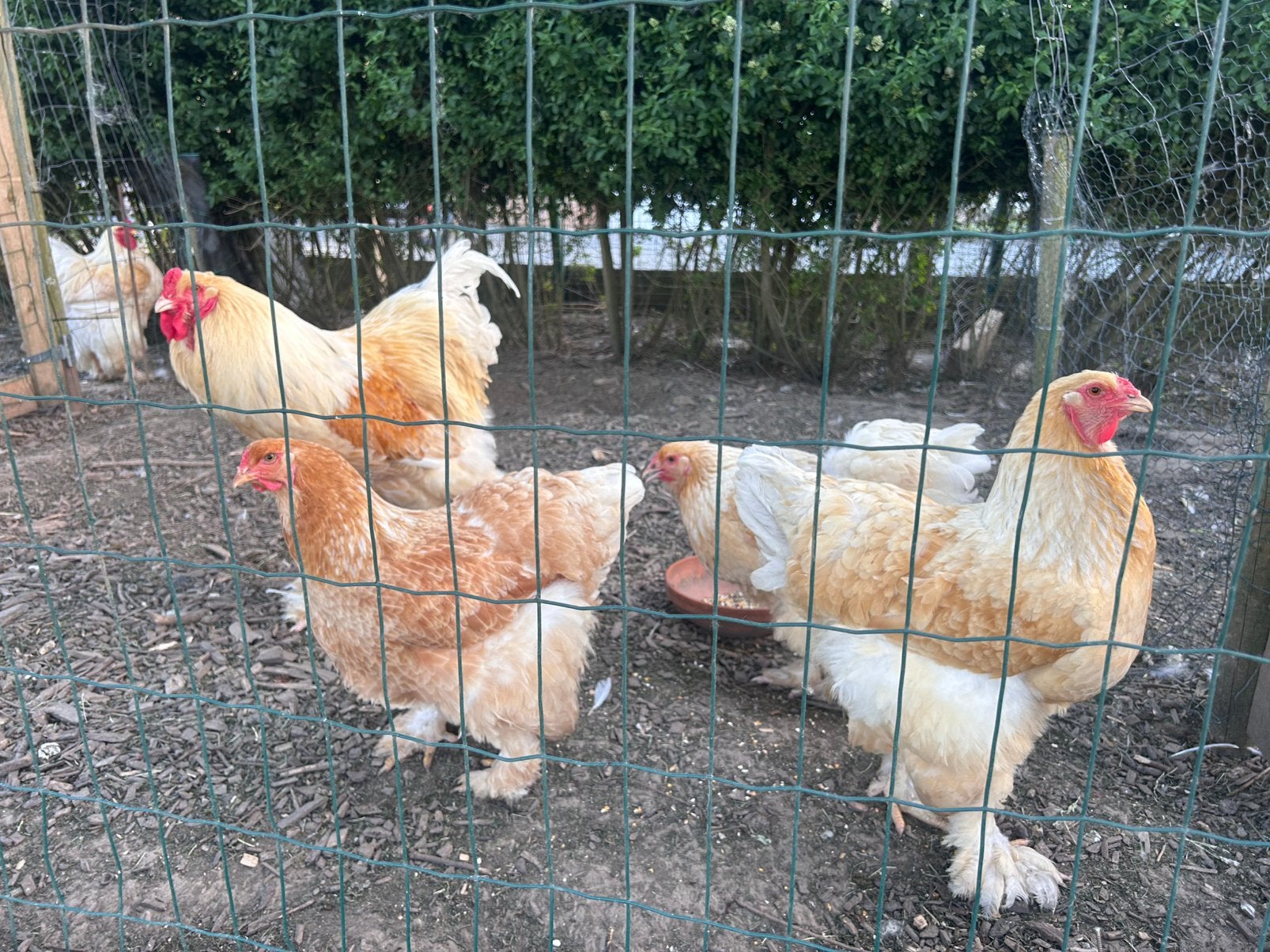 Œufs à incuber Brahma Lemon, Animaux & Accessoires, Volatiles, Poule ou poulet, Plusieurs animaux