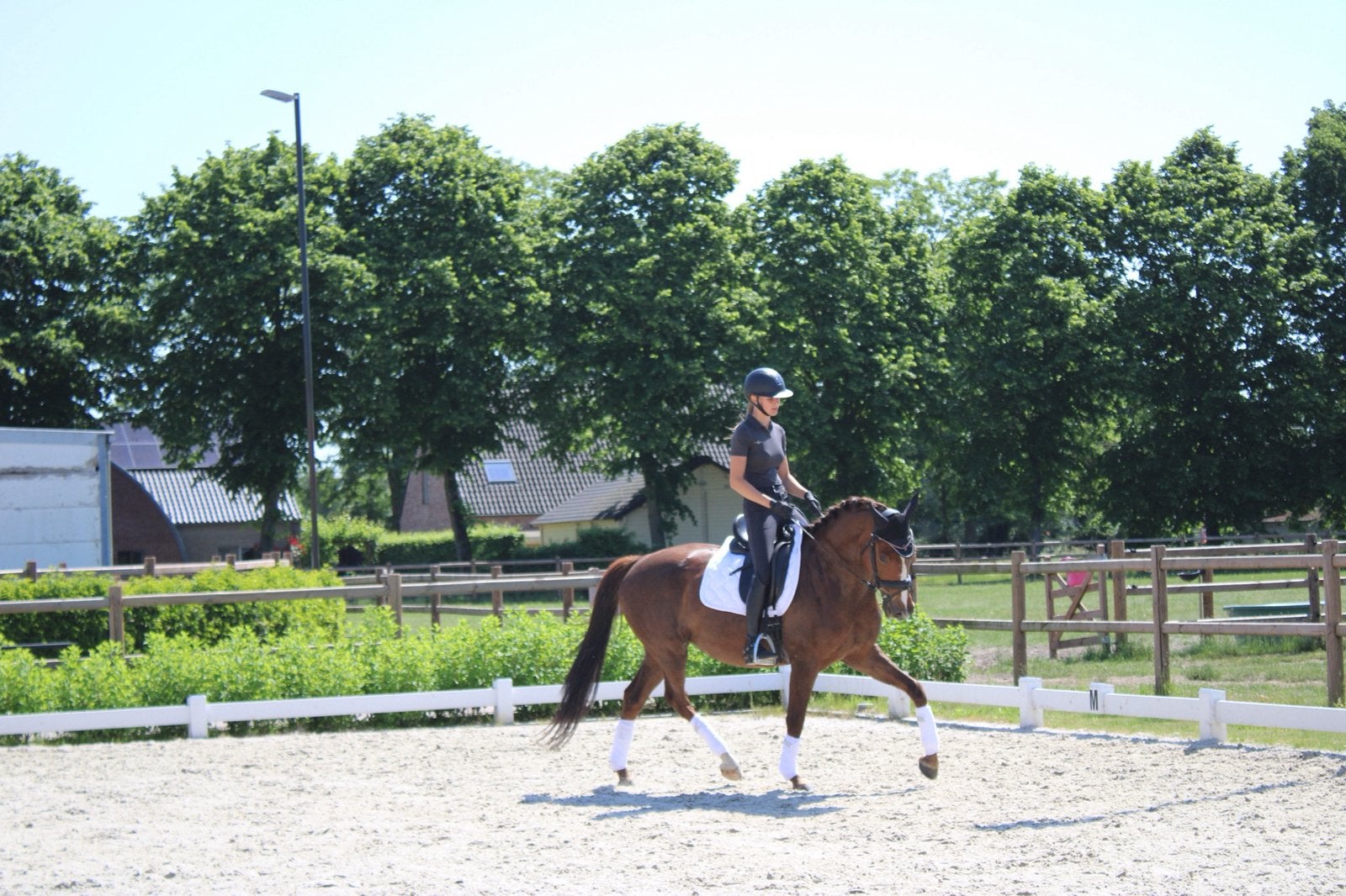 Dressuur merrie, Dieren en Toebehoren, Merrie, L