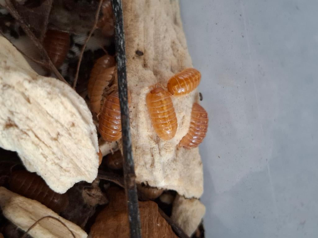 Isopods - Armadillidium vulgare red, Dieren en Toebehoren, Overige soorten