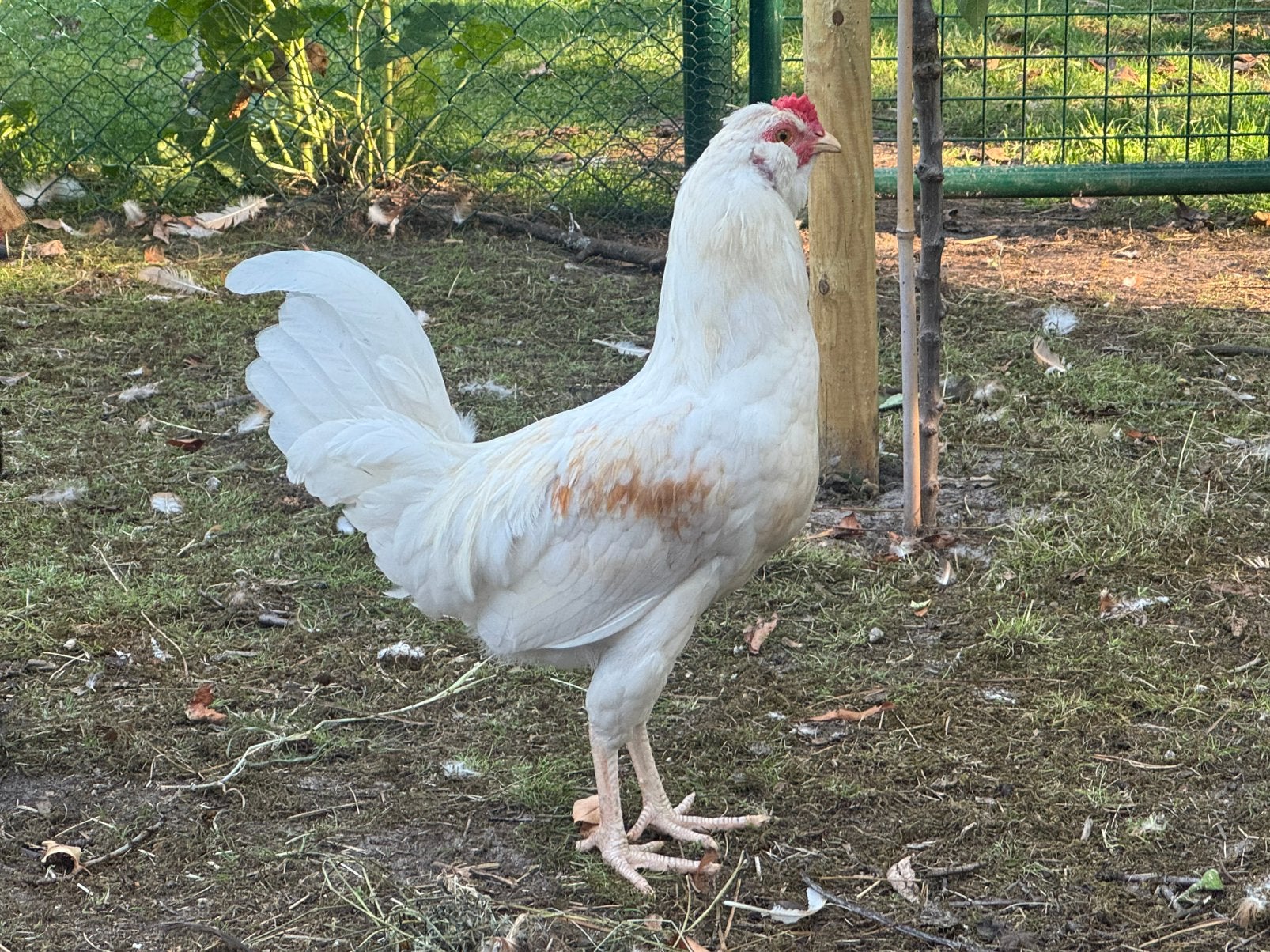 Haan gratis, Dieren en Toebehoren