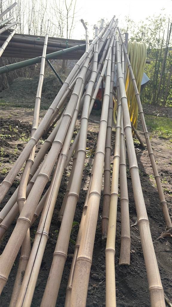 Bamboestokken te koop, Ophalen, Nieuw