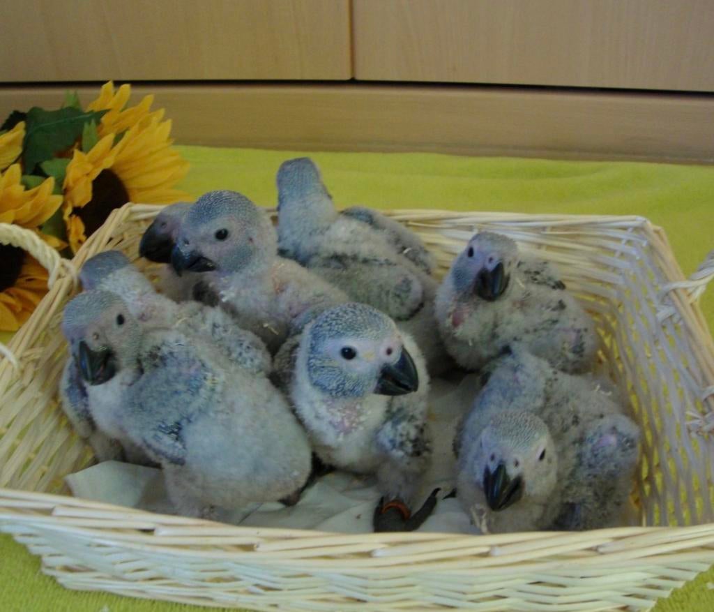 Bebe grisdugabon eam, Dieren en Toebehoren, Vogels | Parkieten en Papegaaien, Geslacht onbekend, Papegaai, Pratend