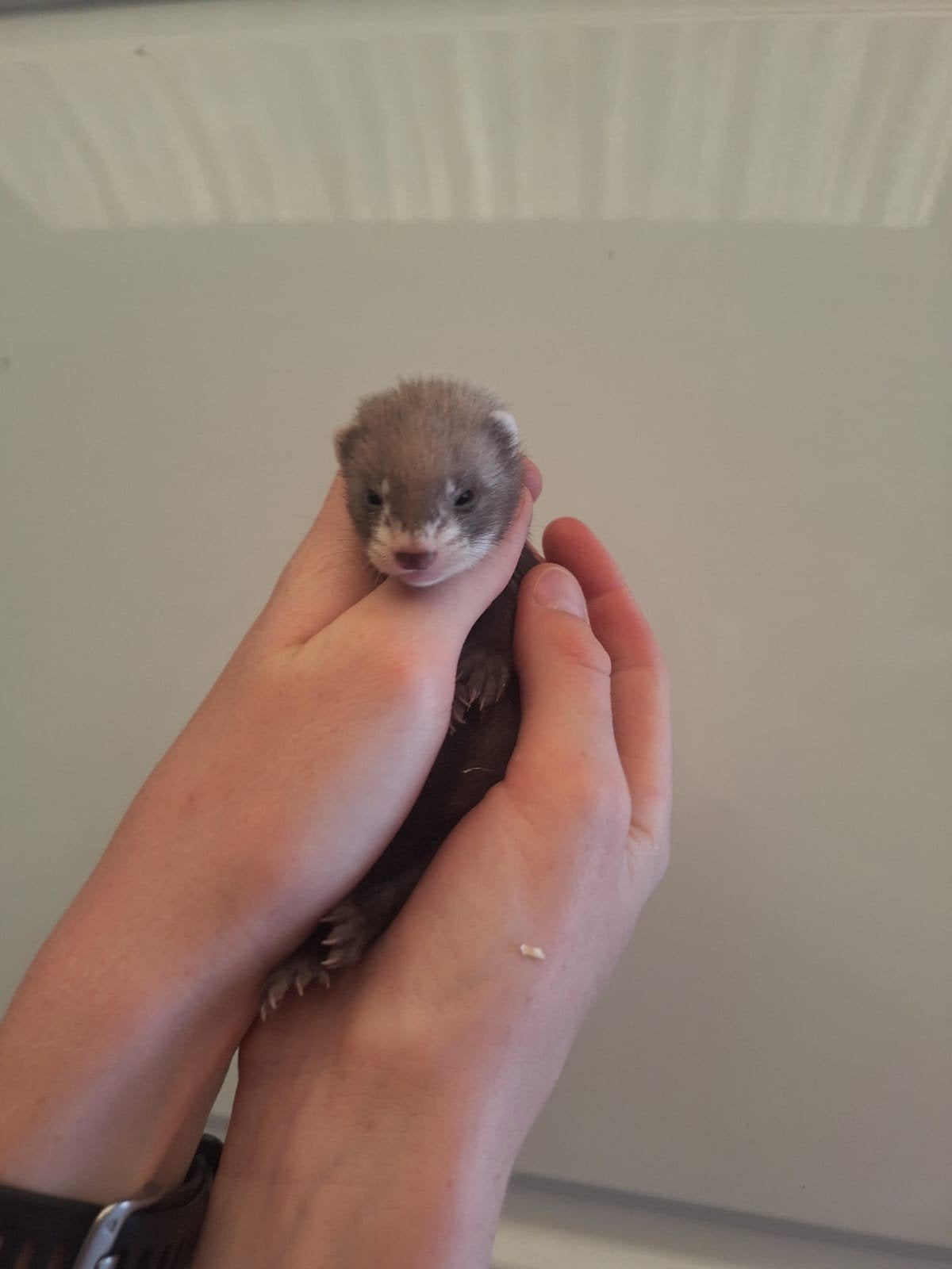 Frettenpups te reserveren, Dieren en Toebehoren, Fret, Mei, Meerdere dieren, Tam