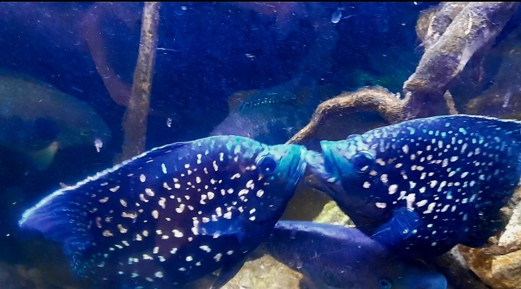 Aquariumvissen, Animaux & Accessoires, Poisson, Poisson d'eau douce