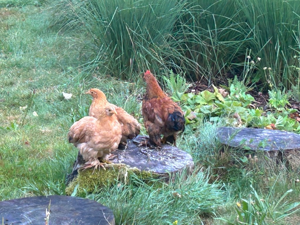 Mooi trio Cochin krielkippen, Dieren en Toebehoren, Pluimvee, Meerdere dieren, Kip