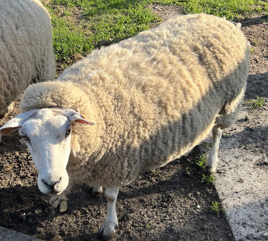 Schapen - ooien, Vrouwelijk, Schaap, 6 jaar of ouder