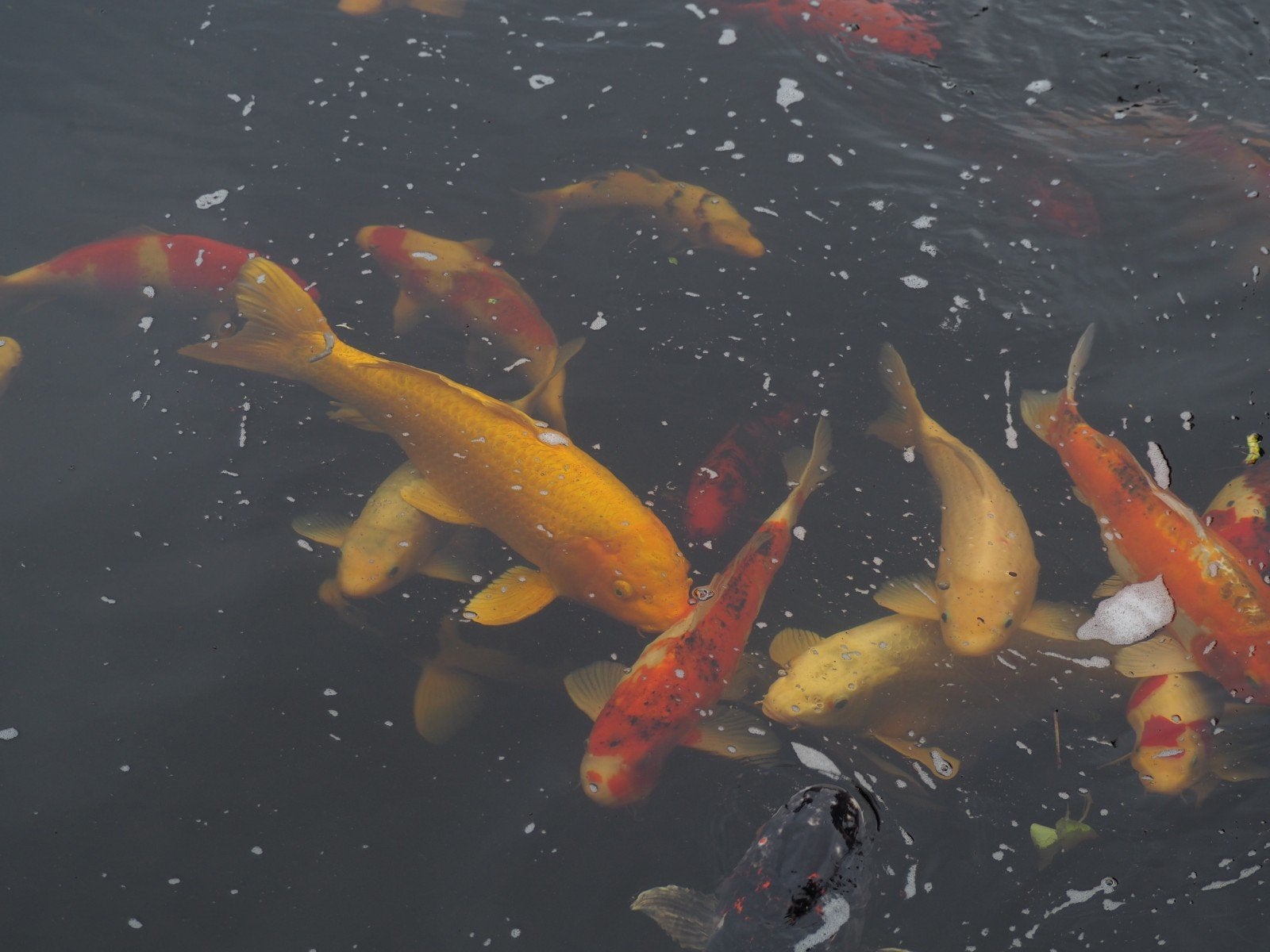 koi, Dieren en Toebehoren, Karper of Koi