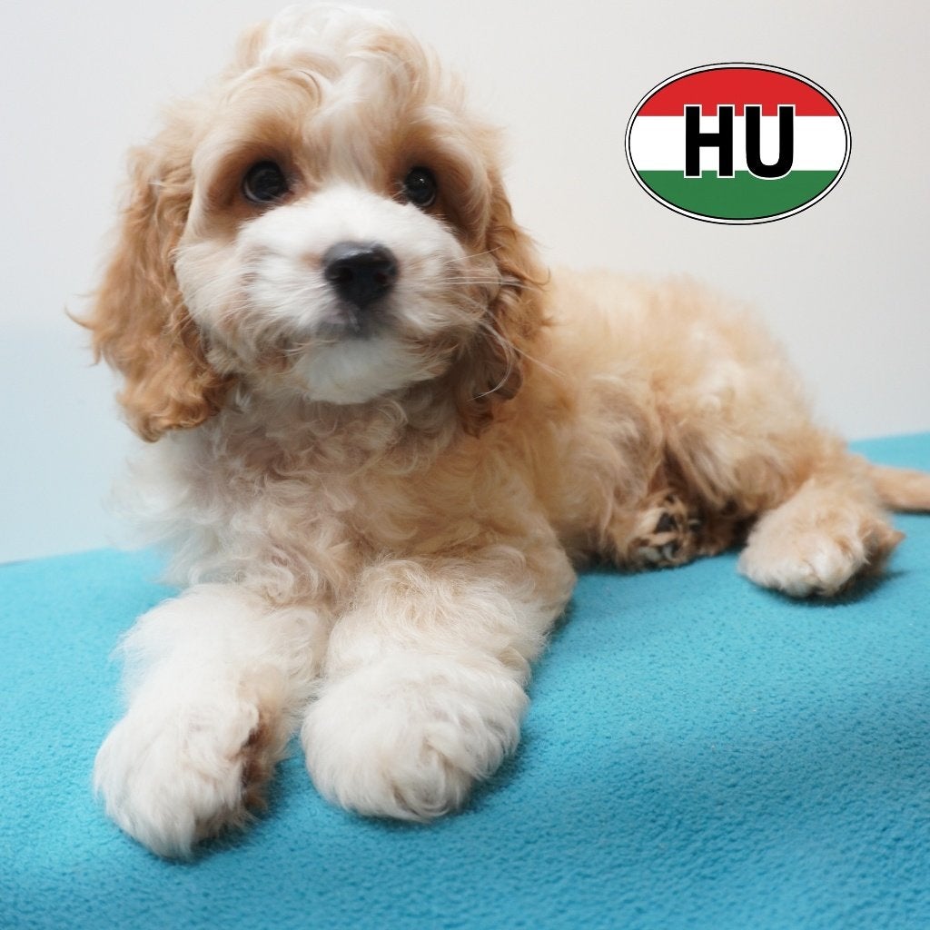 Cavapoo, mignons chiots abricot et rouge à vendre, 15 semaines à 1 an, Autres races, Plusieurs animaux, Plusieurs