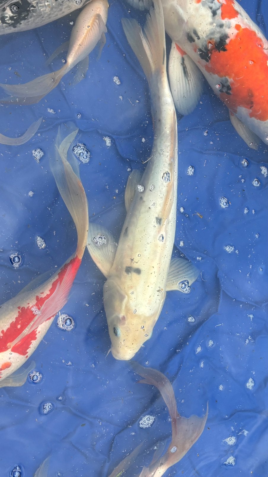 Koi