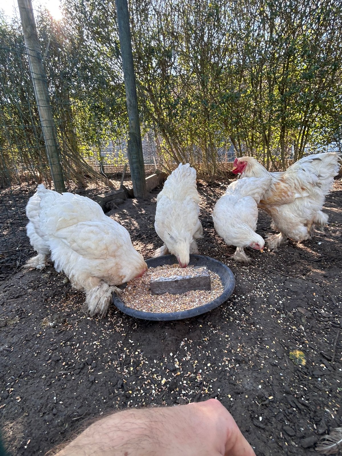Brahma toom, Dieren en Toebehoren, Meerdere dieren, Kip