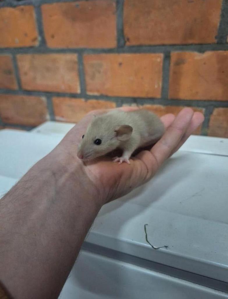 Jonge dumbo ratjes, siamees en bont gekleurd. Handtam., Dieren en Toebehoren, Januari, Rat, Tam
