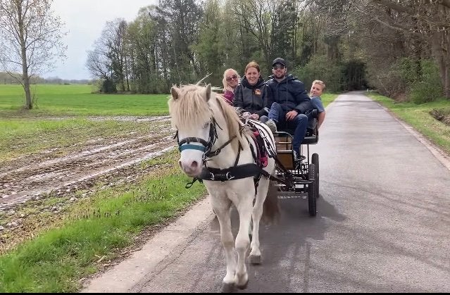 Welsh a cremello hengst met papieren, B, Poney de récréation, Étalon, 3 à 6 ans