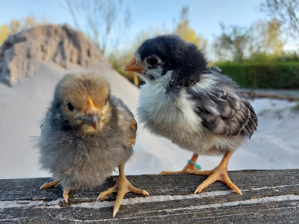 🐥 Kuikens van 6 april: BrahmaxWyandotte en BrahmaxBrahma, Poule ou poulet