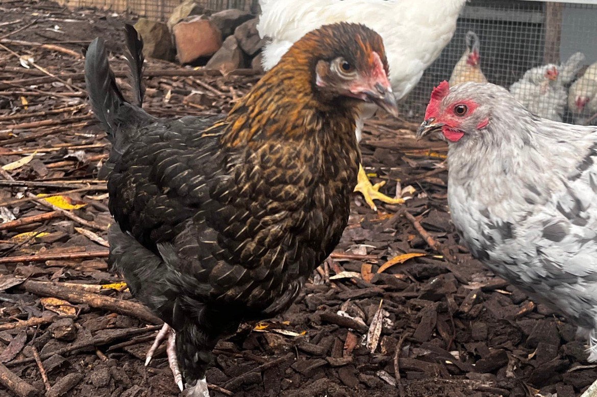 Marans hen, Dieren en Toebehoren