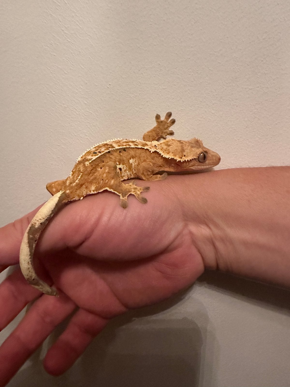 Wimpergekko gekko volwassen vrouw 2,5 jaar, Dieren en Toebehoren, Reptielen en Amfibieën