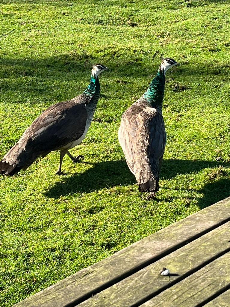 Jonge blauwe pauwen mannetjes, Dieren en Toebehoren