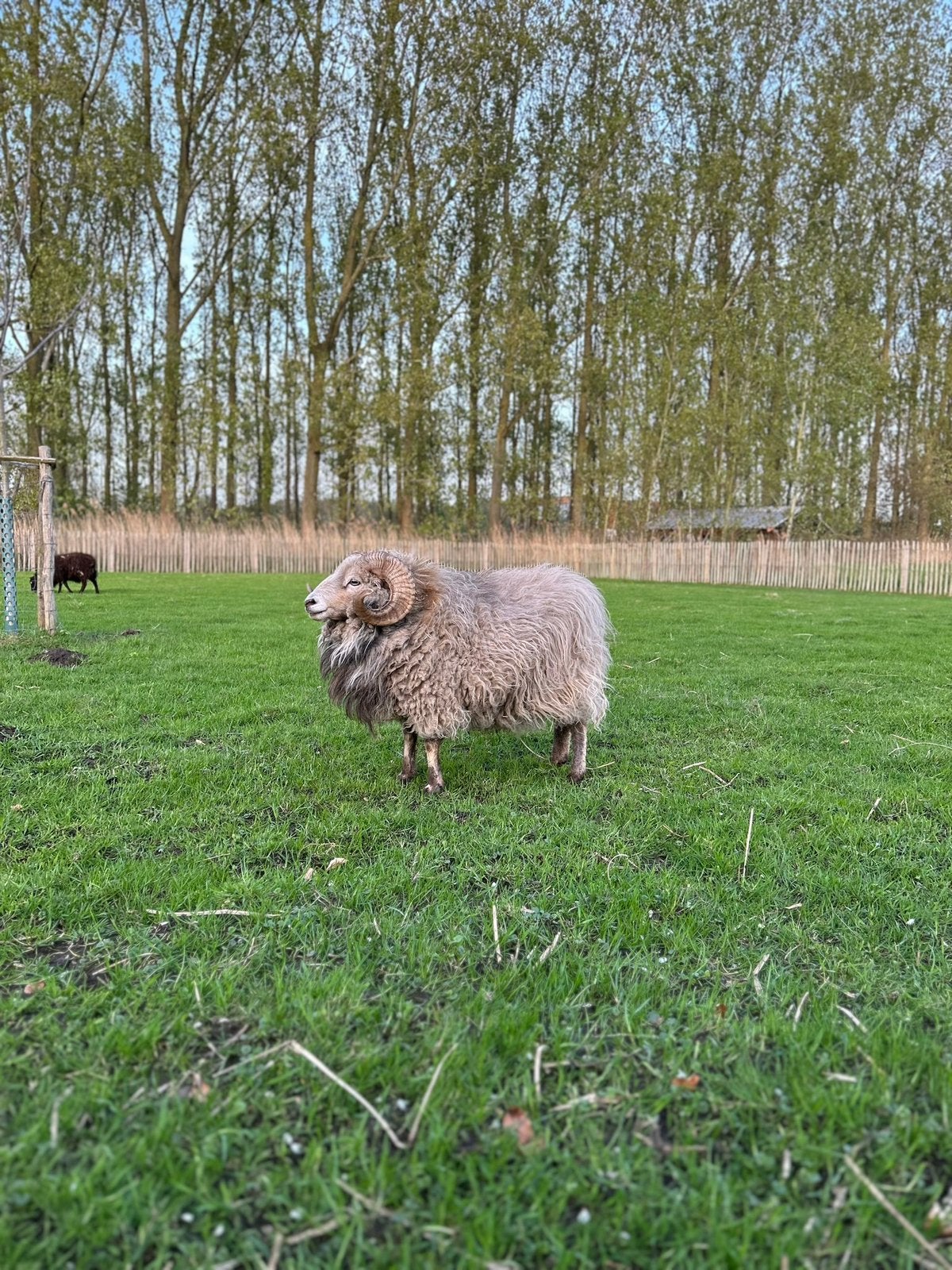 Ouessant schimmel ram, Mâle, Mouton, 6 ans ou plus