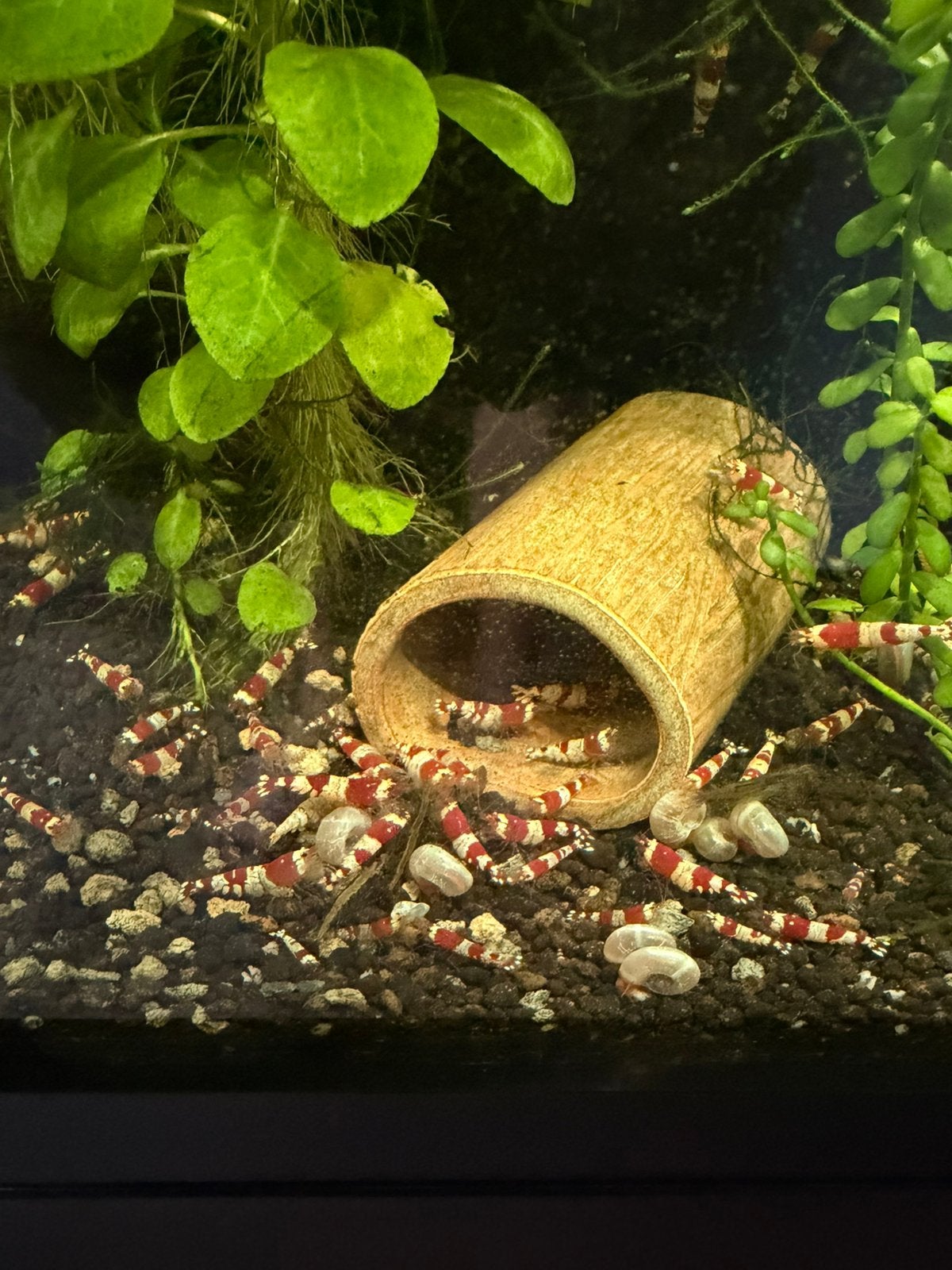 Caridina Crystal Red garnalen, Kreeft, Krab of Garnaal, Zoetwatervis, Schoolvis