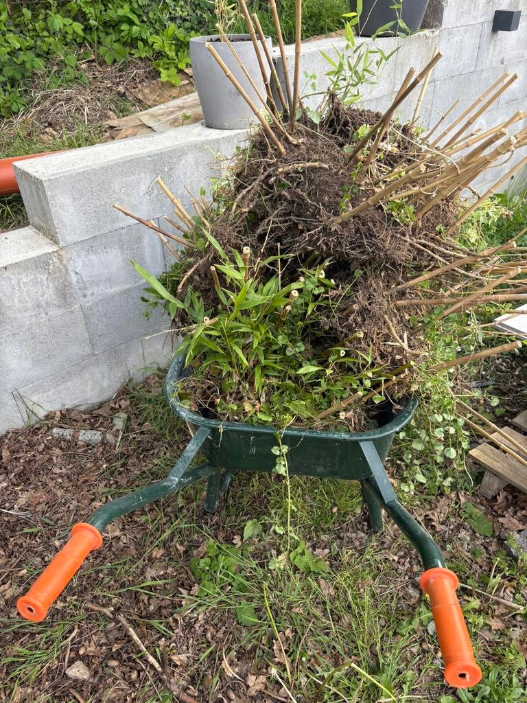 Bambou geant, Volle zon, Vaste plant, Bloeit niet, Ophalen