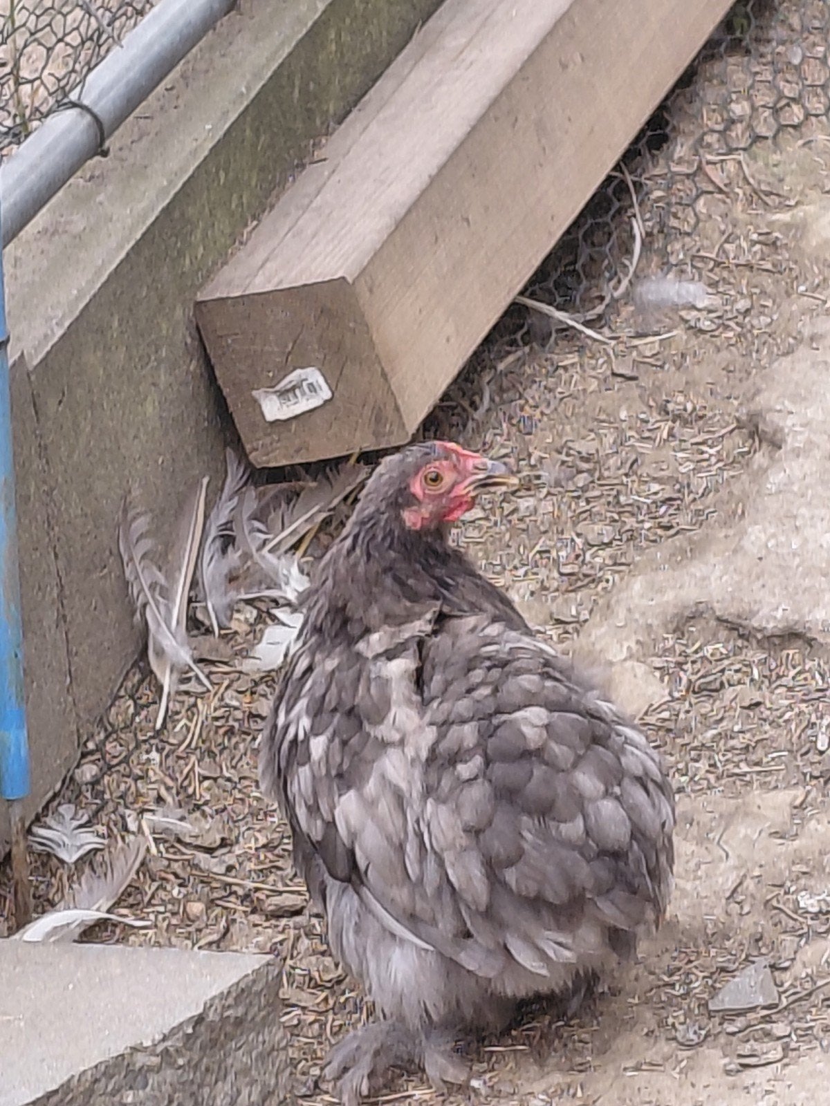 Trio Pekins van Maart 2026, Meerdere dieren, Kip