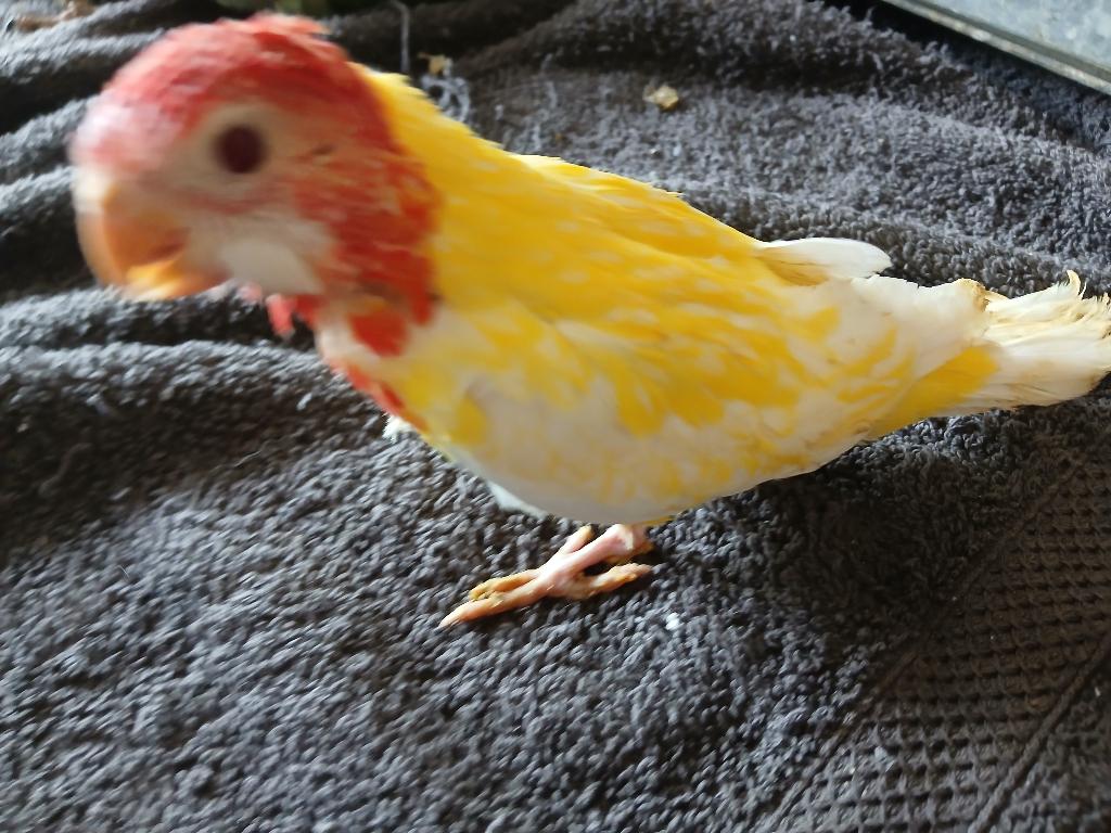 handtamme lutine rozella