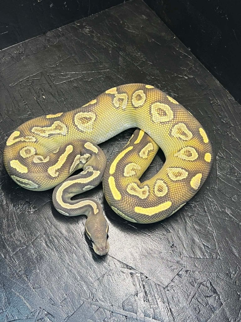Ball python Hypo dieren, Dieren en Toebehoren, Slang, Tam, 3 tot 6 jaar