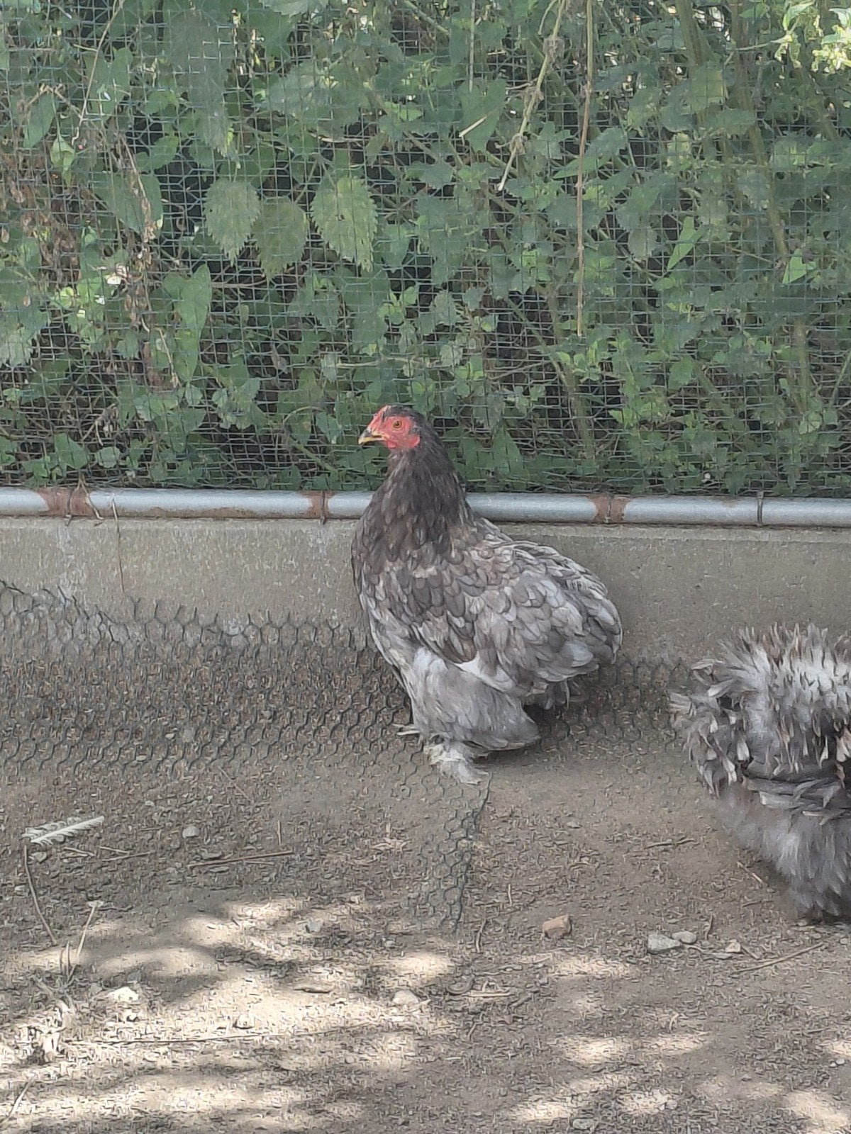 trio cochin 2026, Plusieurs animaux, Poule ou poulet