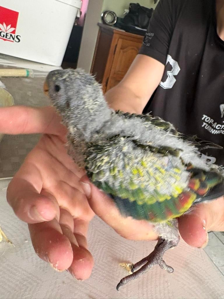 Tamme bergparkieten, Dieren en Toebehoren