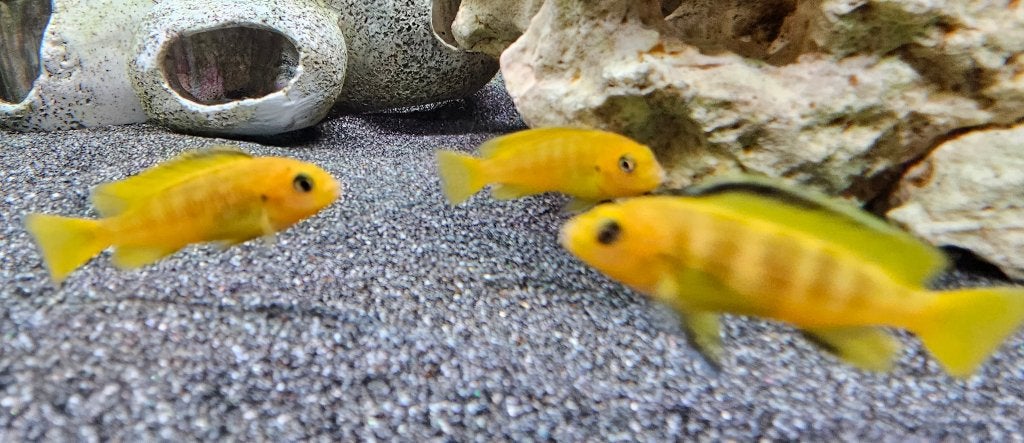 Cichlidés Chidonga Saulosi Malawi, Poisson, Poisson d'eau douce