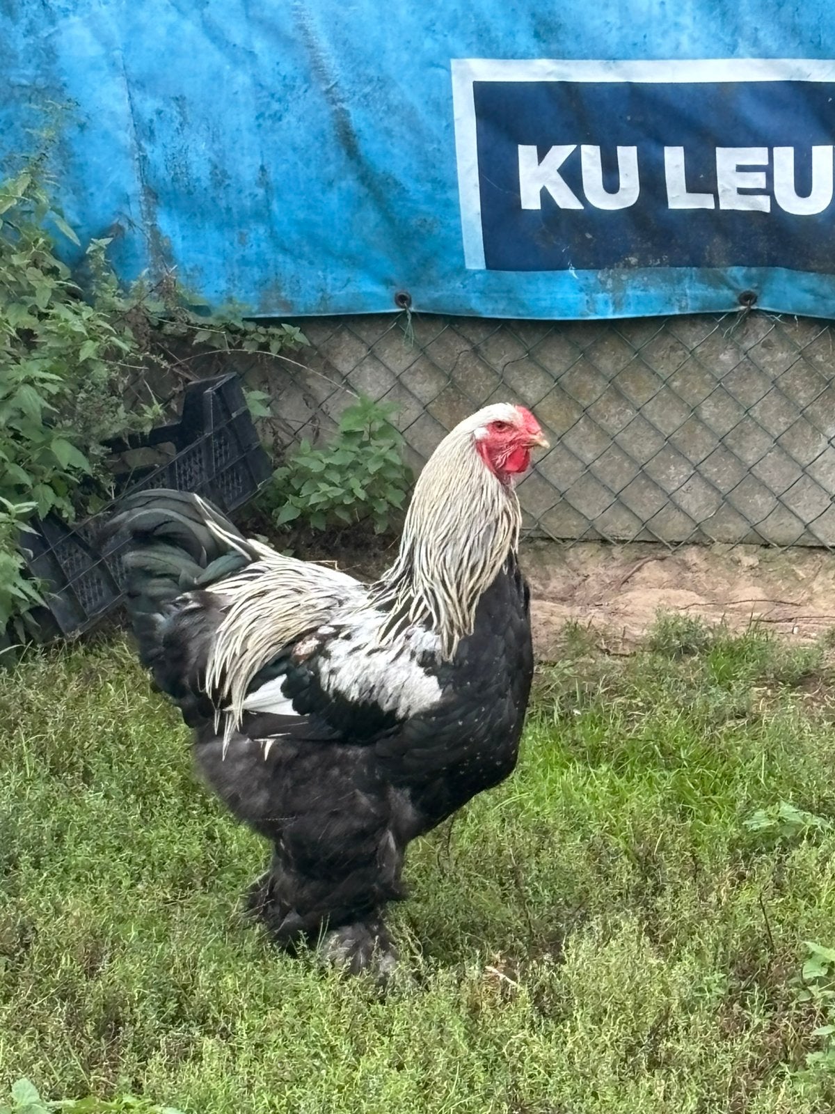 Brahma