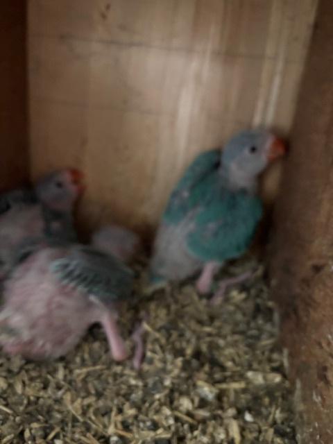 baby halsbanden, Dieren en Toebehoren, Vogels | Parkieten en Papegaaien, Geringd