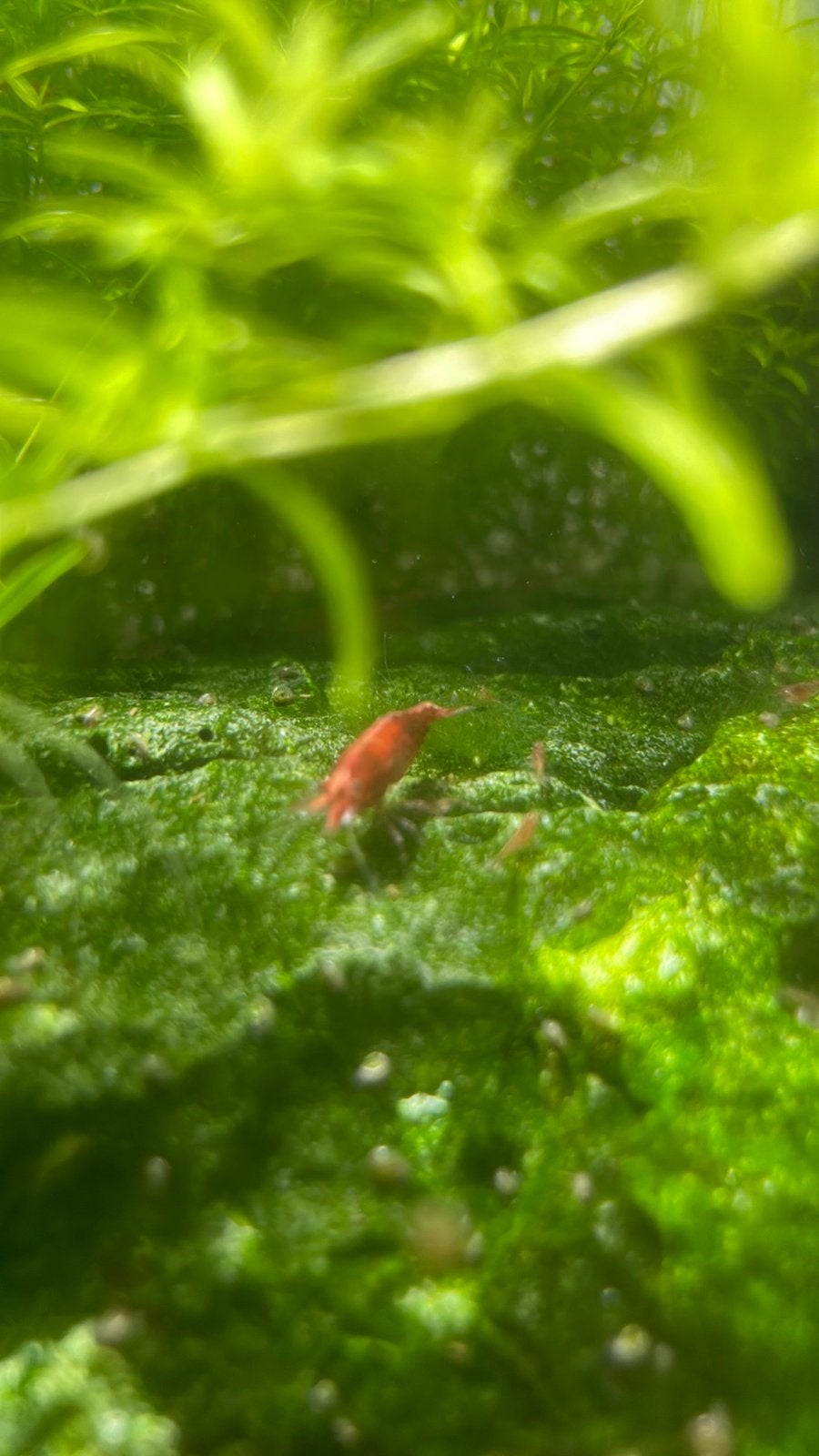 Crevettes rouges, Homard, Crabe ou Crevette, Poisson d'eau douce