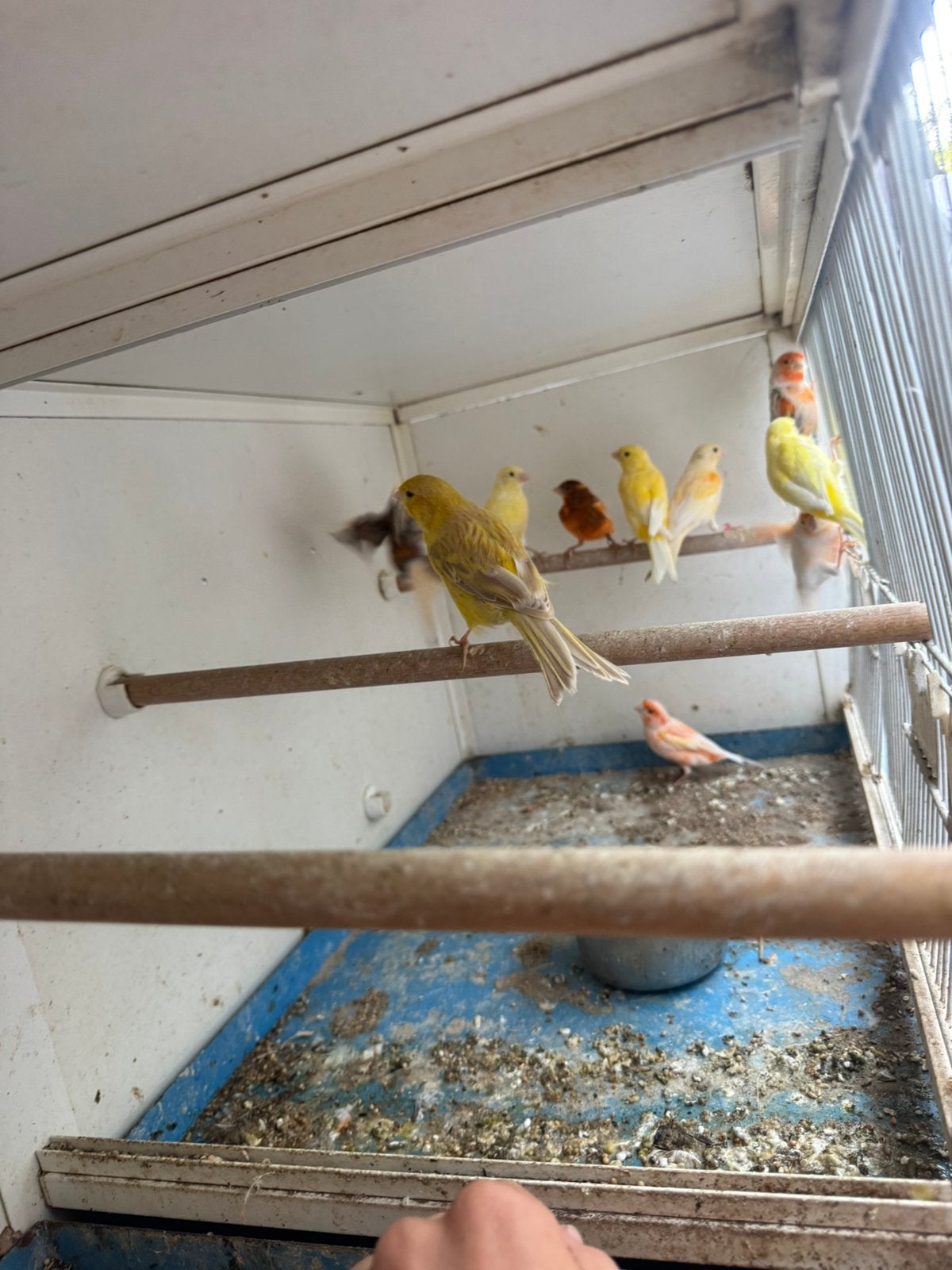 Kanarie, Dieren en Toebehoren, Vogels | Kanaries
