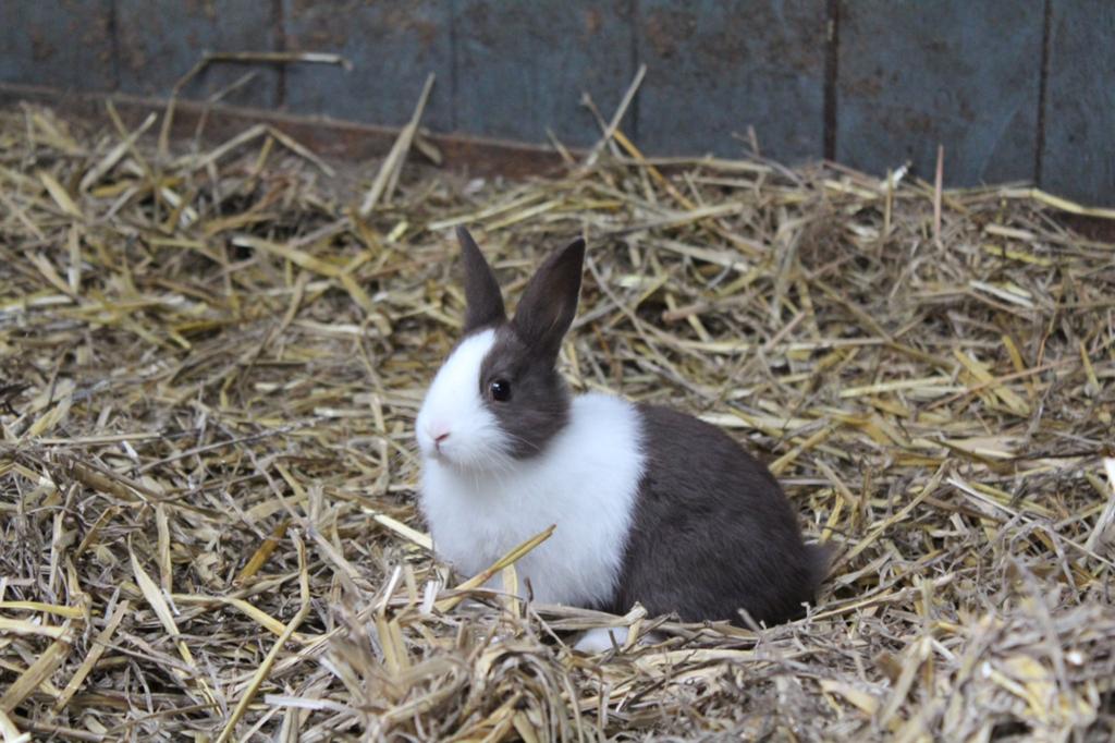 Hollander konijn, Dieren en Toebehoren, Konijnen, Meerdere dieren, Klein, 0 tot 2 jaar