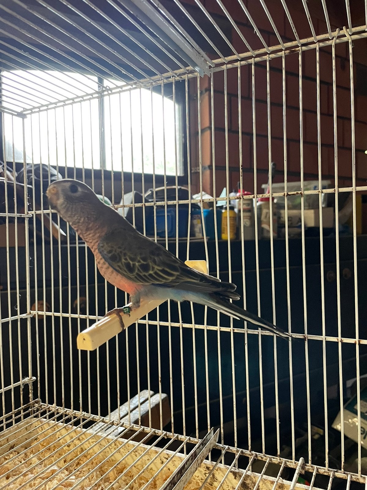 Te koop bourkes parkiet, Perruche