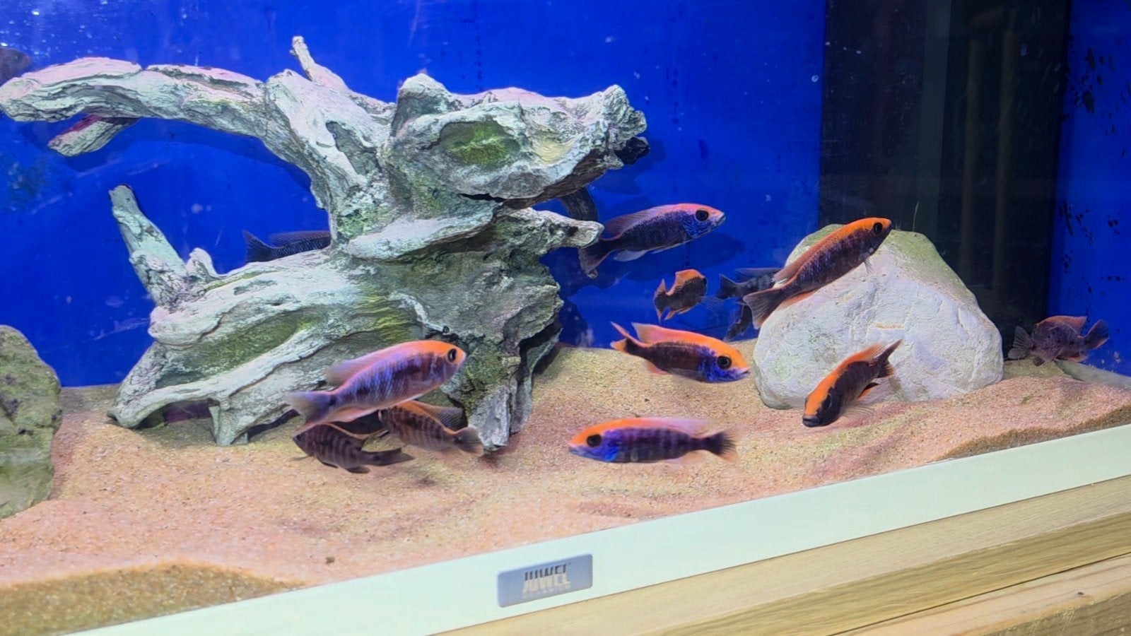 Malawi sunset purple red, Dieren en Toebehoren, Vissen | Aquariumvissen