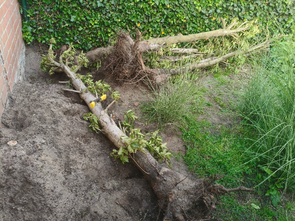 brandhout  = Stamhout van struiken, Minder dan 3 m³, Ophalen, Overige houtsoorten, Stammen