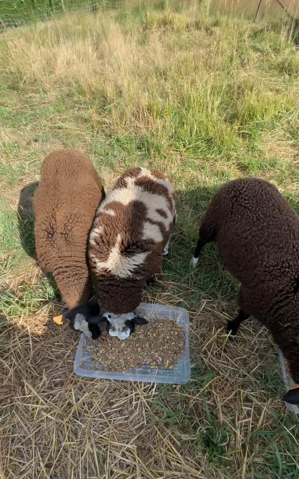 Ram Lammers, Mâle, Mouton