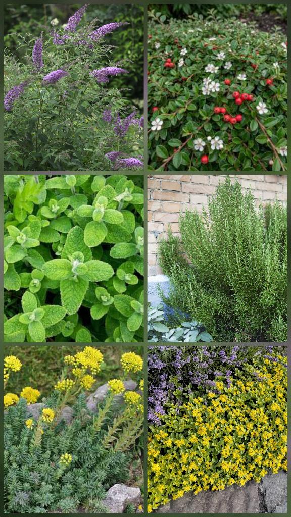 Vaste planten/Sedum/Cotoniaster/Rozemarijn/Mint/....., Tuin en Terras, Planten | Tuinplanten, Ophalen, Vaste plant