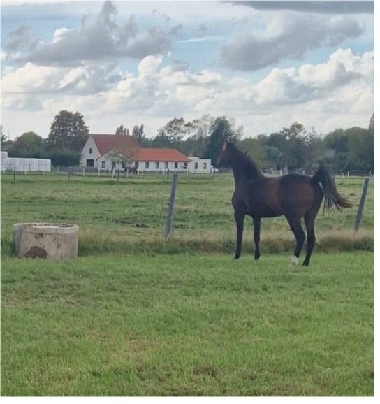3 jarige merrie van Pifte van het houtemhof, Dieren en Toebehoren, Merrie, Onbeleerd, Met stamboom, 0 tot 2 jaar
