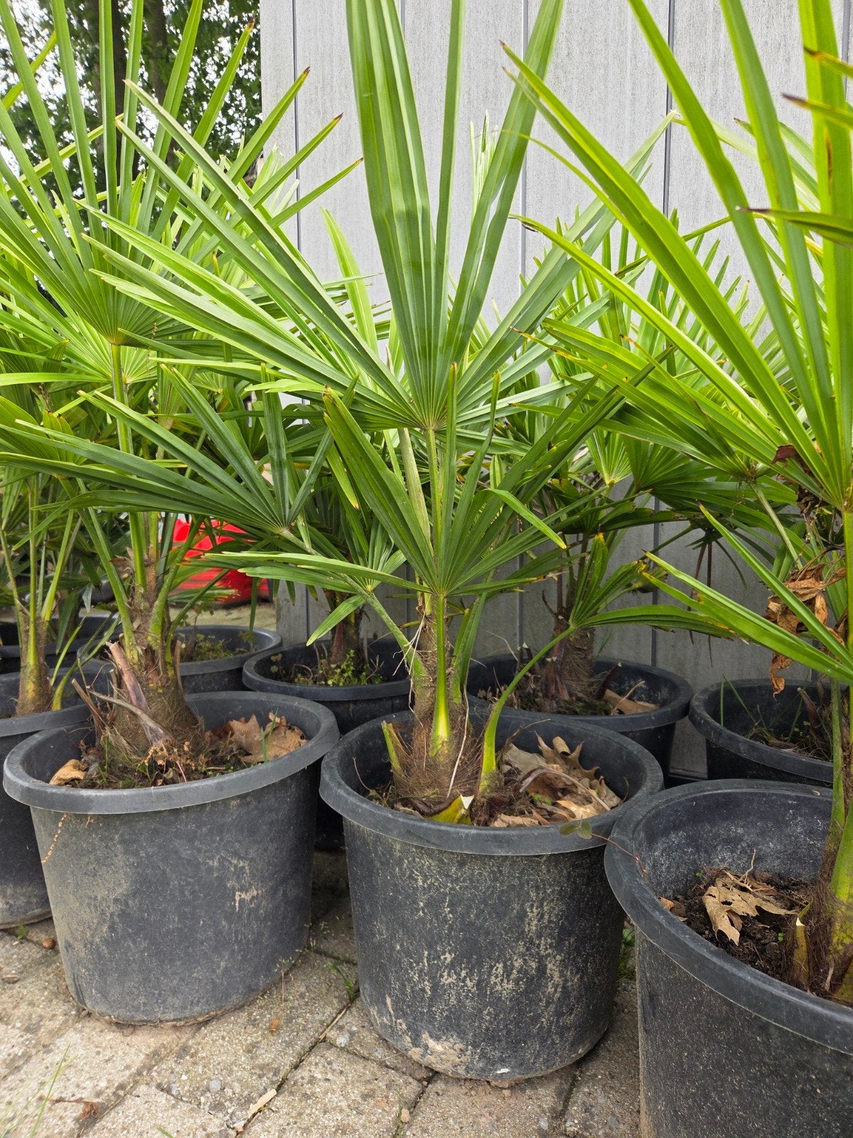 Palmbomen trachycarpus fortunei, Enlèvement